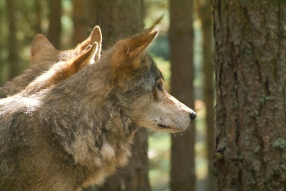 Side profile of wolves in Kincraig forest, Scotland, capturing their natural habitat.